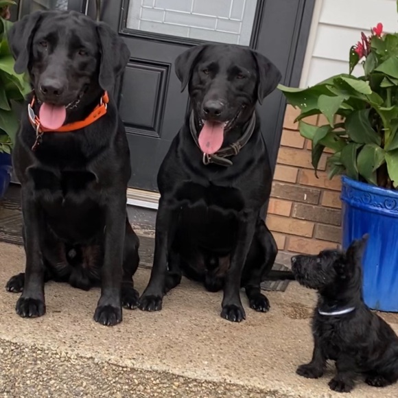 Puppies and pony not for sale - Picture 3 of 3